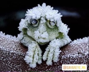 قورباغه چوبی آلاسکا