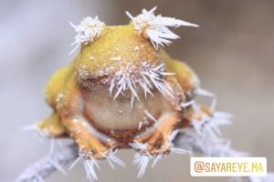 قورباغه چوبی آلاسکا